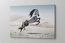 Obraz na stenu Na bielom koni, biely kôň white horse